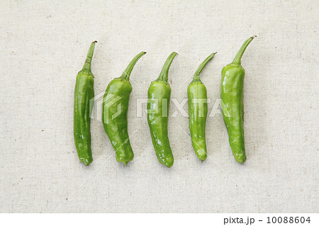 ししとう1 ししとう1 10088604