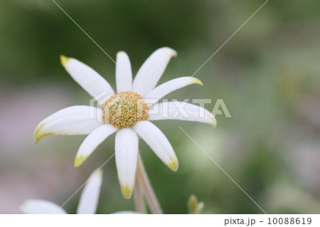 Actinotus helianthi Actinotus helianthi 10088619