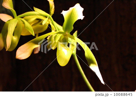 Haynaldianum Charles 10088645