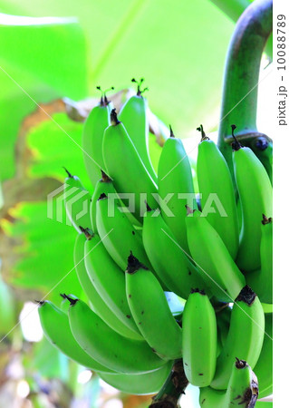 Banana 10088789