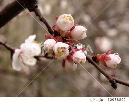 cherry tree bloom 10088842