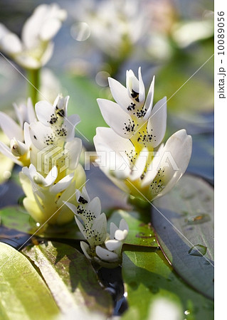 ミズサンザシ 10089056