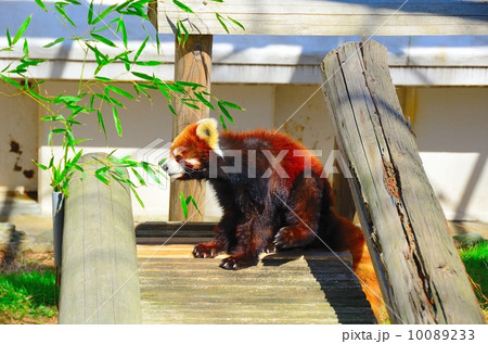 The red panda (Lesser Panda) 10089233