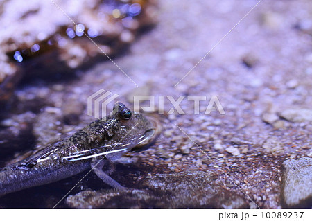Mudskipper ’Periophthalmus Argentilineatus’ 10089237