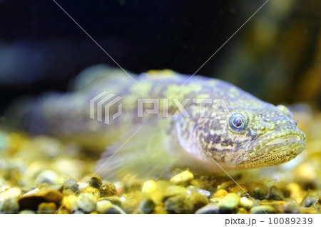 Gymnogobius urotaenia 10089239