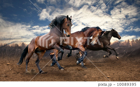 wild jump bay horses 10089395