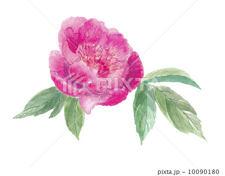 芍薬 シャクヤク 芍薬 シャクヤク 10090180