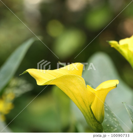 カラー カラー 10090733