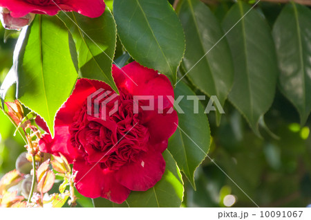 椿・南蛮紅 10091067