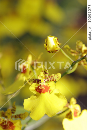 Dancing Orchids 10091078