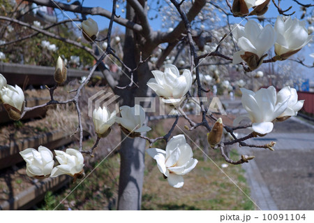 開花したハクモクレン（白木蓮） 10091104