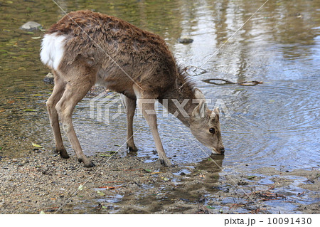 川で水を飲む鹿の写真素材