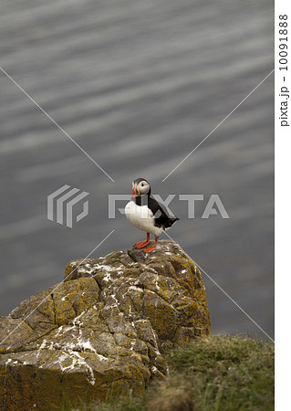 Puffin 10091888