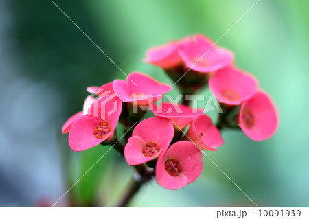 small red flower small red flower 10091939