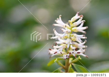 フッキソウ 10091971