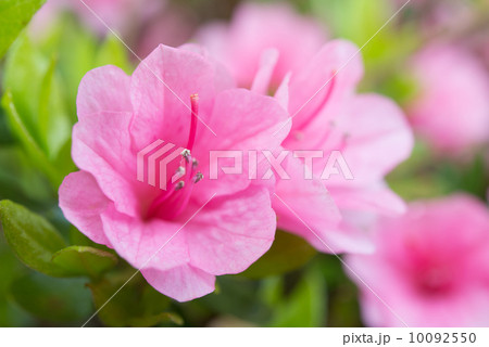 ツツジの花 ツツジの花 10092550