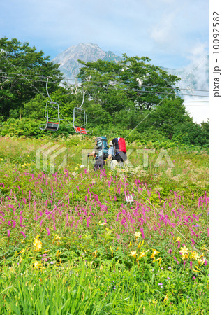 白馬五竜高山植物園 10092582