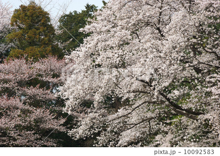 満開のソメイヨシノ 10092583