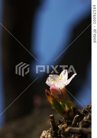 桜（ソメイヨシノ） 10092584