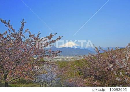 富士山と桜 富士山と桜 10092695