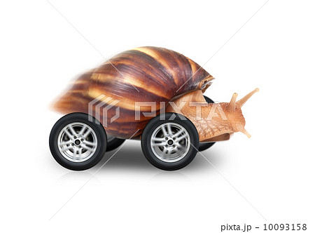 Big brown snail is fast driving on wheels isolated on white back 10093158
