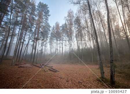 Forest clearing with logs in autumnal foggy morning 10093427