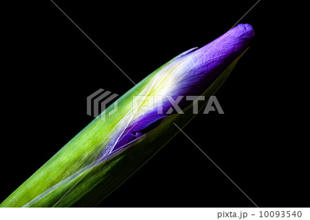Macro of closed Iris bud isolated on black 10093540