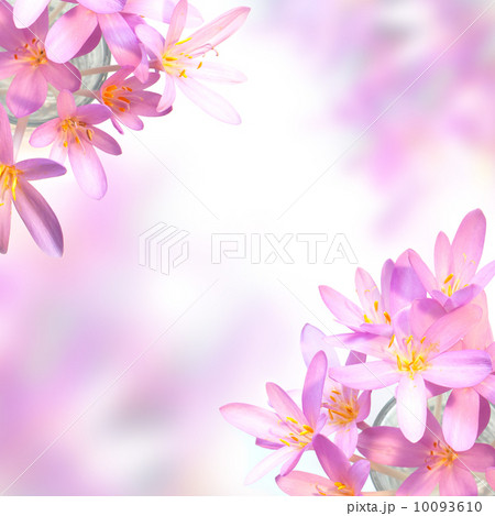 Pink saffron crocus flowers on soft colorful background 10093610