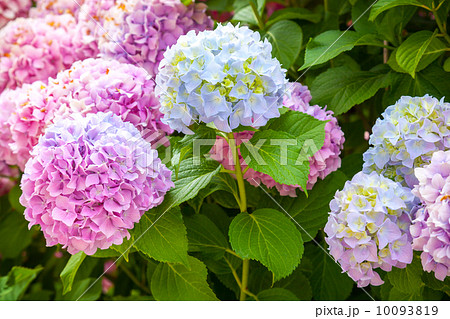 Pink and light blue hydrangea flowers on the branches 10093819