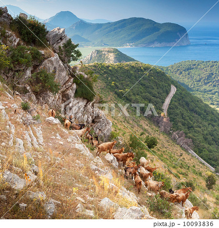 Herd of goats in Montenegro mountains on the sea coast 10093836