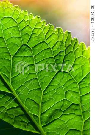 Macro photo with green leaf surface above colorful blurred background Macro photo with green leaf surface above colorful blurred background 10093900