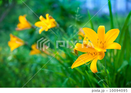 Hemerocallis lilioasphodelus. Bright yellow lily flowers in summer garden 10094095