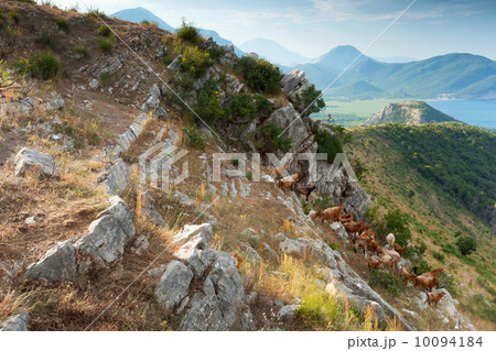 Herd of brown goats in coastal mountains. Montenegro Herd of brown goats in coastal mountains. Montenegro 10094184