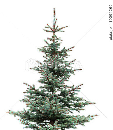 Natural photo of young fir tree isolated on white background 10094269