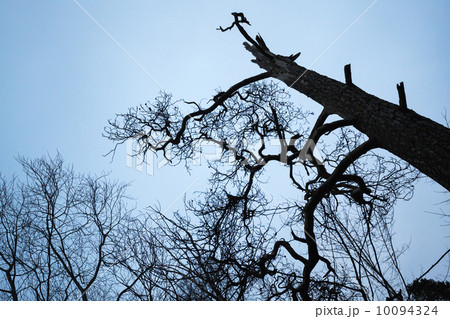 Dark dead tree silhouette above blue sky Dark dead tree silhouette above blue sky 10094324