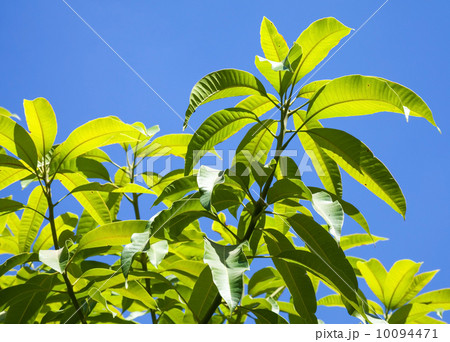 Leaves of tropical tree isolated on blue sky background 10094471