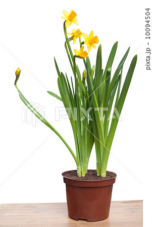 Yellow daffodils in a pot on wooden table isolated on white 10094504