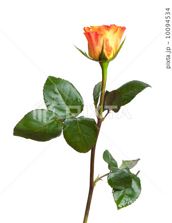 Red and yellow rose flower isolated on white Red and yellow rose flower isolated on white 10094534