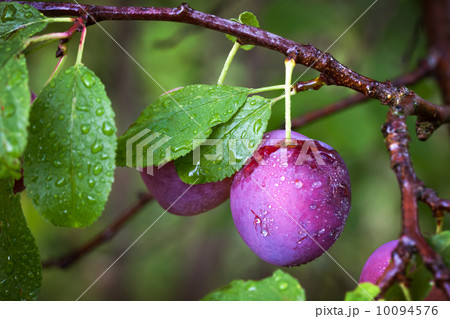 Ripe red plums on the branch with dew droplets 10094576