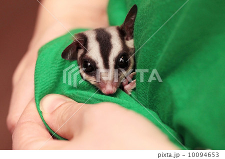 The sugar glider (Petaurus breviceps) sleeps in green vets unifo 10094653