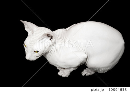 White Don Sphinx cat isolated on black background White Don Sphinx cat isolated on black background 10094658
