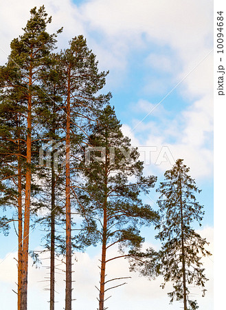 Pine trees and fir in the forest above cloudy sky 10094684