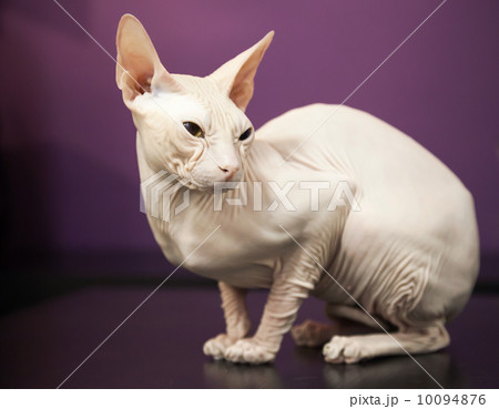 White Don Sphinx cat on the table White Don Sphinx cat on the table 10094876