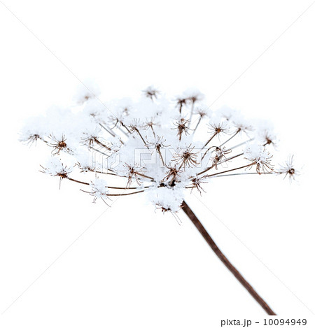 Frozen umbrella flowers with snow on white background Frozen umbrella flowers with snow on white background 10094949