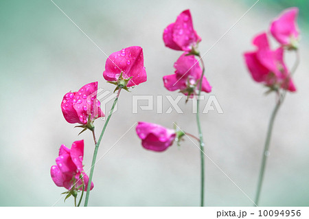 Pink sweet pea flowers (Lathyrus odoratus) above blurred background Pink sweet pea flowers (Lathyrus odoratus) above blurred background 10094956