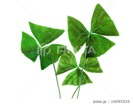 Original sharp decorative oxalis leaves isolated on white 10095020