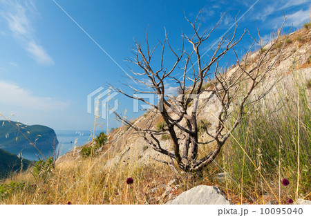 Dead dry tree on the coastal cliff in Montenegro 10095040