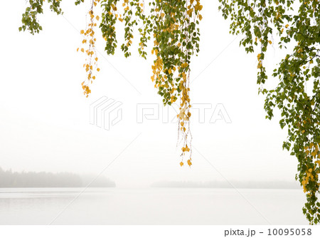 Foggy morning on the river with birch branches 10095058