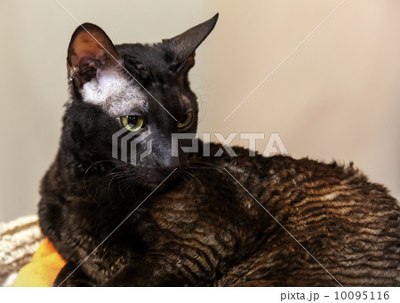 Dark Cornish Rex domestic cat closeup portrait 10095116