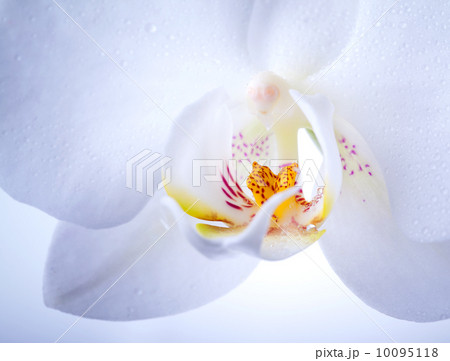 Phalaenopsis. White orchid flower macro with water drops and light blue soft light Phalaenopsis. White orchid flower macro with water drops and light blue soft light 10095118